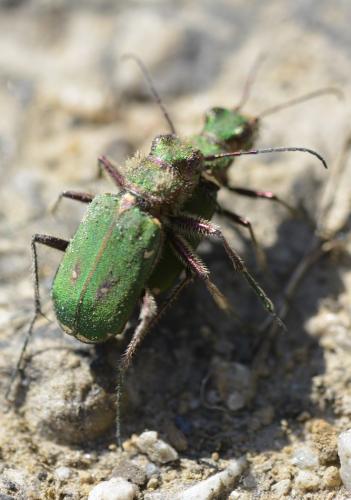 Réf. 280 621 : Cicindela campestris